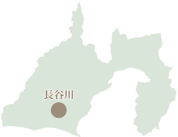 櫻乃庵の茶葉生産者 静岡県